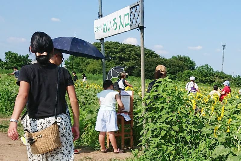 巨大ひまわり迷路
