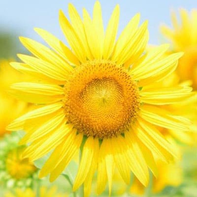 ハイブリッドサンフラワー:草丈150cm前後、大輪の花が特徴です。