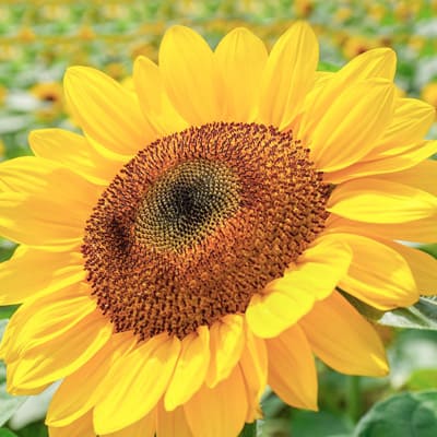 ビンセント:丸みを帯びた沢山の花弁。ボリューム感があります。
